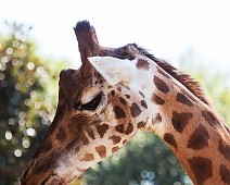 5dMk2_00525__Fotomania