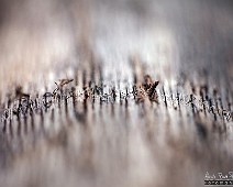5dmk2_03454__Fotomania