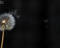 1dx03892__Fotomania