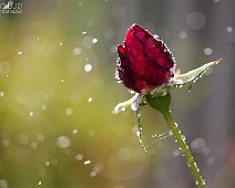 1dx03929__Fotomania