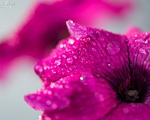 1dx03946__Fotomania