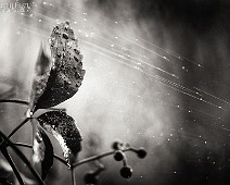 1dx03950__Fotomania