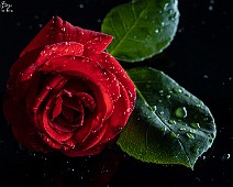 EOS R_56246__Fotomania