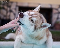 1DX_0410__Fotomania